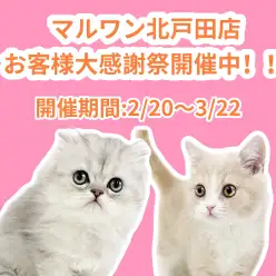 【 お知らせ 】お客様大感謝祭開催中!北戸田店の子猫をご紹介!