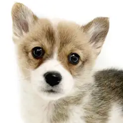 【 コーギー 】魅惑の食パンボディ!穏やかなコーギーの女の子入店！