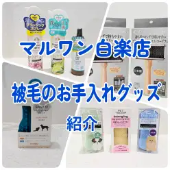 【 商品紹介 】愛犬愛猫の被毛を守る!白楽店お手入れグッズ紹介!