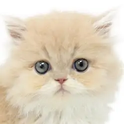 【 エキゾチック 】鼻ペチャ界の新星が横浜元町店に登場！！