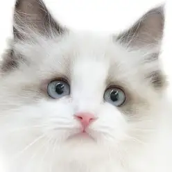 【 ラグドール 】生後3ヶ月が過ぎお手入れにも優雅に応じる気品漂うプリンセス！