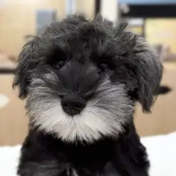 【 ミニチュア・シュナウザー 】生後3ヶ月、体重変化とトイレトレーニング