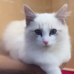 【 ネヴァマスカレード 】甘え上手なおっとりした性格の女の子！最新動画は必見！