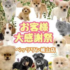 【 お知らせ 】お客様大感謝祭開催中！気になるあの子を迎えるチャンス！