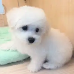 【 ビションフリーゼ 】生後3ヶ月体重1.2kg！おトイレも完璧なおっとりガール