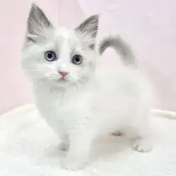 【 ラグドール 】シルクのような手触り!甘え上手なラグドールの女の子が襲来!!