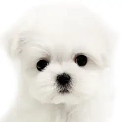 【 マルチーズ 】まるで綿あめ！透明感抜群の美形女子：ほっこり北通vol.274