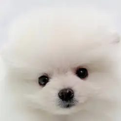 【 ポメラニアン 】プレミアム認定の小さめサイズの女の子が埼玉浦和に登場