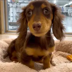 【 ミニチュアダックスフント 】小柄サイズに成長中！マルっと東川口日和No.148