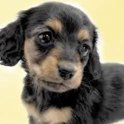 【 カニンヘンダックスフント 】小さなブラックタン！おっとり系女子登場！