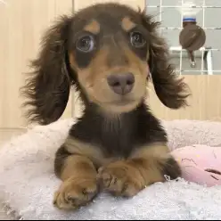 【 ミニチュアダックスフント 】成長中！チョコカラーが映える女の子