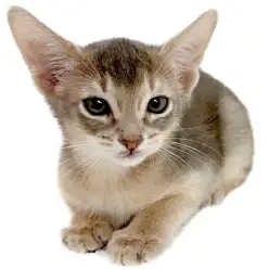 【 アビシニアン 】ブルーカラーの女の子、落ち着いた上品さが魅力！