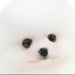 【 ポメラニアン 】プレミアム級の容姿と性格に圧巻！天性の小さな白ポメ現る！