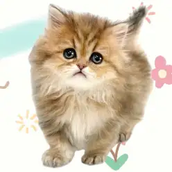 【 ペルシャ 】ワンランク上の王様が登場!マルっと東川口日和No.154