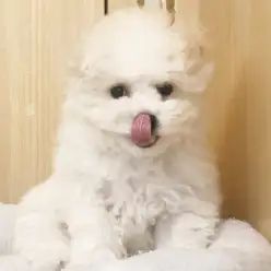 【 ビションフリーゼ 】毛量ボリュームUp！成長を実感できる癒しの純白プリンス！