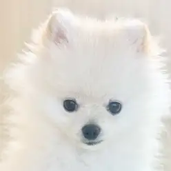 【 ポメラニアン 】環境馴れ抜群！愛嬌たっぷり・元気いっぱいの綿毛ボーイ！