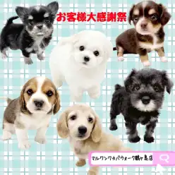 【 お知らせ 】お客様大感謝祭開催！マルワンワカバウォーク鶴ヶ島店の子犬紹介！