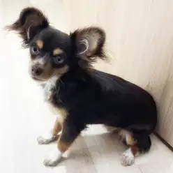 【 MIX 】マルワンワカバウォーク鶴ヶ島店の才女！チワックスちゃん