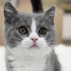 【 ブリティッシュショートヘア 】まん丸フォルムの甘え上手な男の子