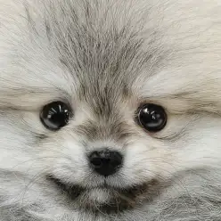 【 ポメラニアン 】圧倒的な毛量!クマ系?たぬき系?まん丸シルエットで将来有望!