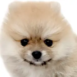 【 ポメラニアン 】琥珀色のきらめきをまとった、プレミアム認定ガール！