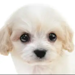 【 MIX 】澄んだ瞳と上質な被毛。そして順応性をもったキャバションの男の子！