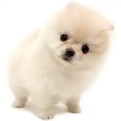 【 ポメラニアン 】優しいお顔と性格が魅力！癒し系なクリームカラーの女の子