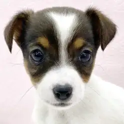 【 ジャックラッセルテリア 】ドット柄がチャーミングなジャックちゃんが仲間入り！