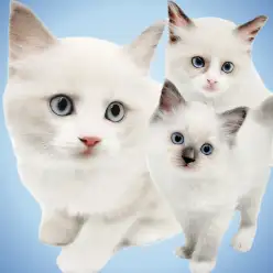 【 ラグドール 】2025年マルワン猫ランキングナンバーワンの人気の理由に迫る!