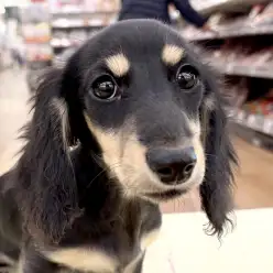 【 ミニチュアダックスフント 】第3弾！城山っ子成長報告！2026年2月26日