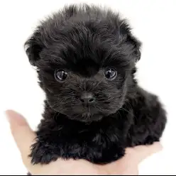 【 チワプー 】速報！希少なソリッドブラックカラーのチワプーが入店！！