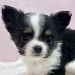 【 チワワ 】小さめボディに沢山の魅力が詰まったチワワちゃんが志村坂下店に到来！