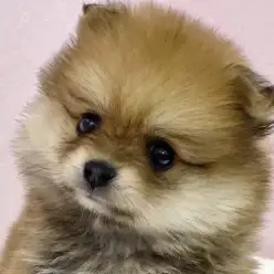 【 ポメラニアン 】黄金比ボディを持つパーフェクトポメが志村坂下店にやってきた!