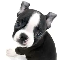 【 ボストンテリア 】キュルンとした目が珍しい！美人顔ボストンちゃんです！