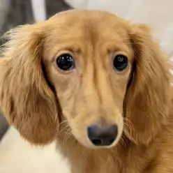 【 ダックスフント 】毎日がお勉強!一緒に遊んで学べる相棒の様な存在がここに!