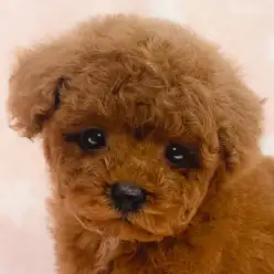 【 トイプードル 】生後2ヶ月体重695g！濃厚レッドカラーの甘えん坊な男の子！