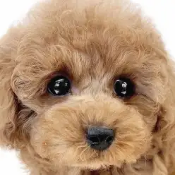 【 トイプードル 】外見も内面もレベルアップ！落ち着きを身につけた男の子に注目！