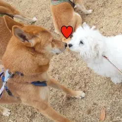 【 オフ会 】総勢21頭集合した第12回オフ会！