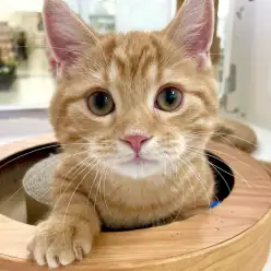 【 マンチカン 】おもちゃ付き爪とぎに挑戦！慎重派？大胆派？