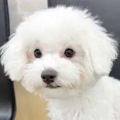 【 ビションフリーゼ 】お散歩デビューに密着！元気一杯な男の子！