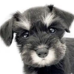 【 ミニチュアシュナウザー 】つぶらな瞳＆可愛い眉毛を持つスタイル抜群な美少女！