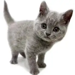 【 ブリティッシュショートヘア 】大きな瞳と丸顔が魅力的な女の子が浦和に登場