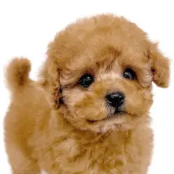 【 トイ・プードル 】華やかさを全面にアピールしたレッドカラーのトイプードル！