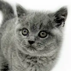 【 ブリティッシュショートヘア 】見れば見るほど惹き込まれる癒し系ブリちゃん！