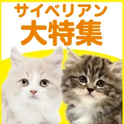 【 サイベリアン特集 】3/19現在在店中のゴージャスにゃんこ！最新動画付き！