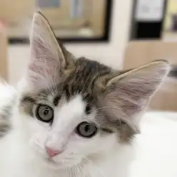 【 ノルウェージャン 】生後2か月、北欧の森からやってきた小さな妖精