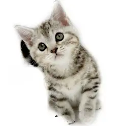 【 マンチカン 】美しい2色のコントラストを纏う美少女が埼玉県川口市に登場！