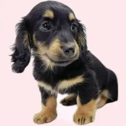 【 カニンヘン・ダックスフント 】ブラック&タンの甘えん坊な女の子が浦和に登場