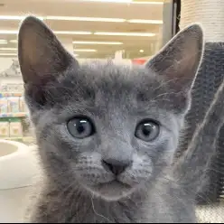 【 ロシアンブルー 】銀色に輝く男の子、子猫限定のキトンブルー！