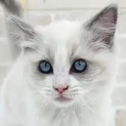 【 ラグドール 】美しいブルーの瞳にハチワレ模様が美しい男の子！